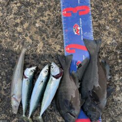 穴水町フカセ釣り