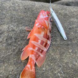 地元にはいないお魚