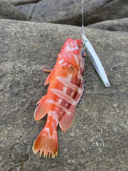 地元にはいないお魚