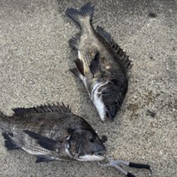 エビ撒きでチヌ釣れてます