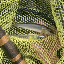 昭和レトロな渓流竿でアユイング🎣