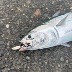 カツオ