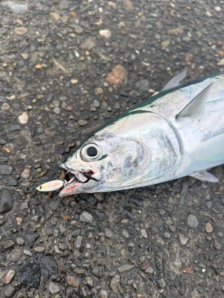 カツオ