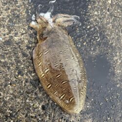 久々の釣果