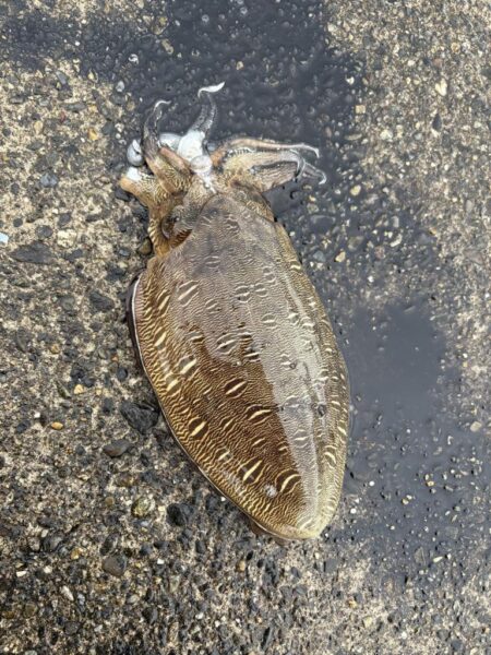 久々の釣果