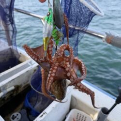 マダコ釣り