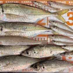 多魚乱舞