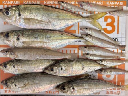 多魚乱舞