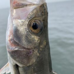 沖堤防釣行
