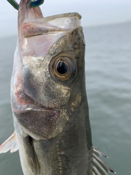 沖堤防釣行