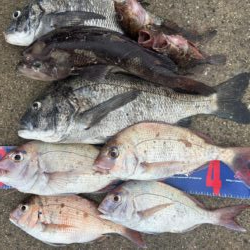 宇野港 沖磯釣り
