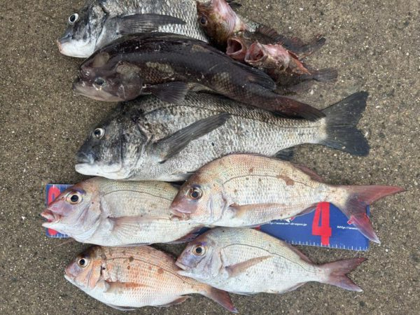 宇野港 沖磯釣り