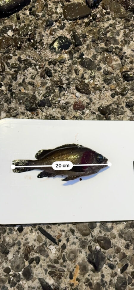 風雨の中での釣果