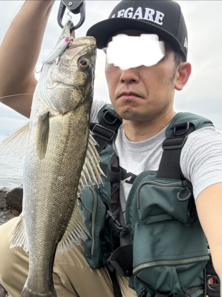 安心の実績ディモル70