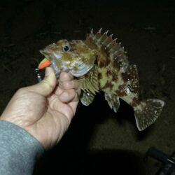 日本海アコウ