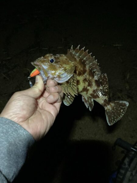 日本海アコウ
