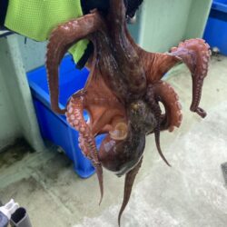 タコ中玉確保