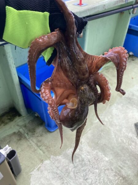 タコ中玉確保