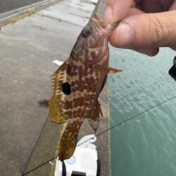 キス釣査in福井