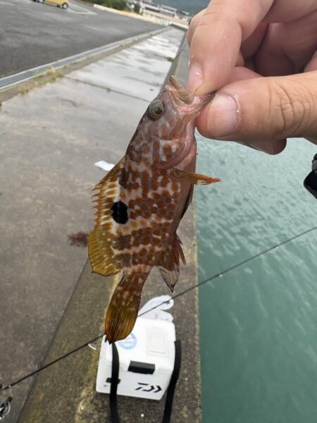 キス釣査in福井