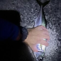 餌の限り大サバ