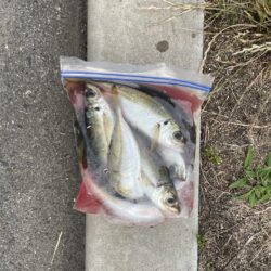 やっと中アジ