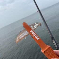 姫路エギングの後キス釣り激渋