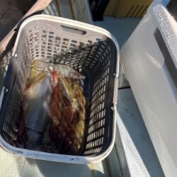 シロイカの釣果が良くなってきていたのに行けば激渋！
