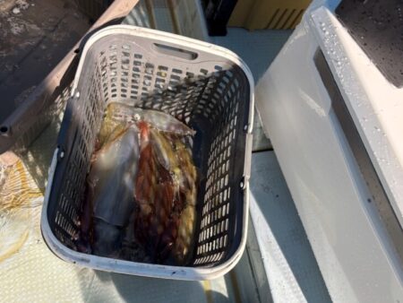 シロイカの釣果が良くなってきていたのに行けば激渋！
