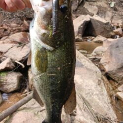 デカバス連発！