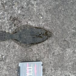 ヒラメ45cm