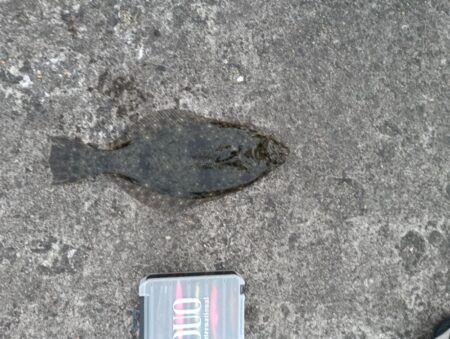 ヒラメ45cm