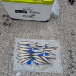 久々のキス釣り！