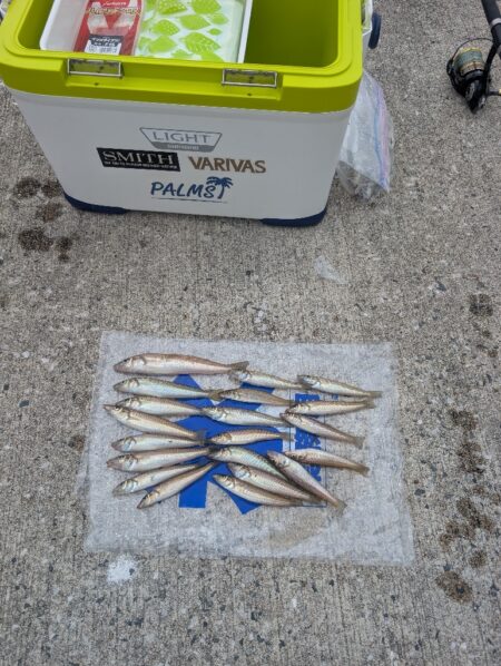 久々のキス釣り！