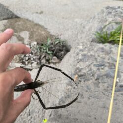 テナガエビ本格化？