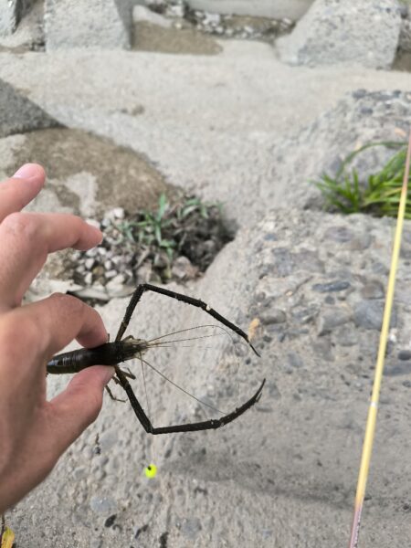 テナガエビ本格化？