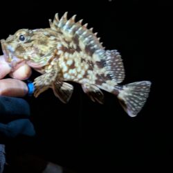 根魚