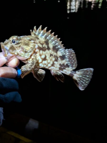 根魚