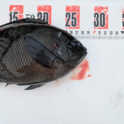 フカセ釣り
