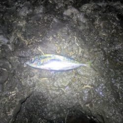底カゴでのイサキ釣り