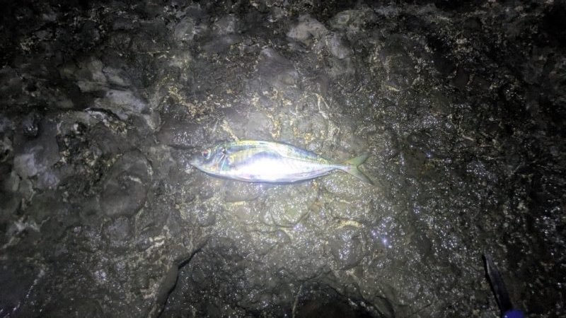 底カゴでのイサキ釣り