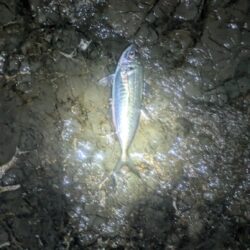 トラブルに泣かされつつもイサキ・アジをキャッチ