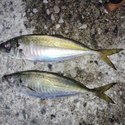 大島熱いです