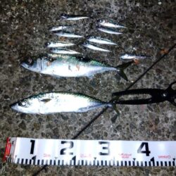 サバでサバが釣れる？