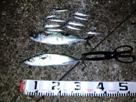 サバでサバが釣れる？