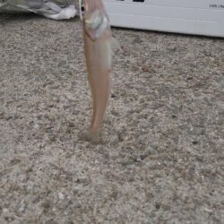 ちょい投げ 2