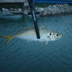 和歌山釣行🎣