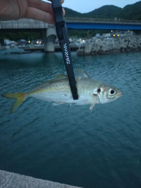和歌山釣行🎣