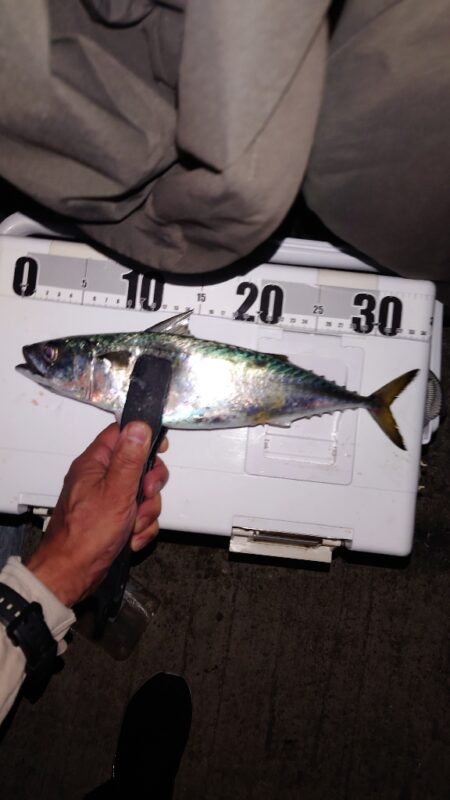 電気ウキ釣り 15