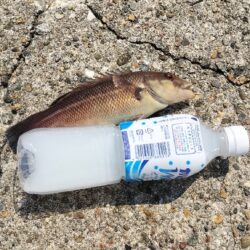 久しぶりの林崎漁港